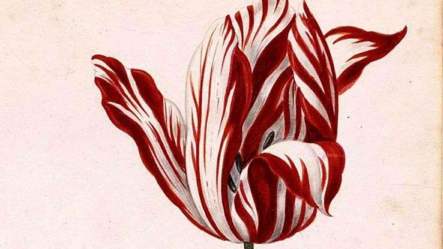 I bitcoin? Una bolla di follia. Ce lo insegnano Erasmo e i tulipani olandesi