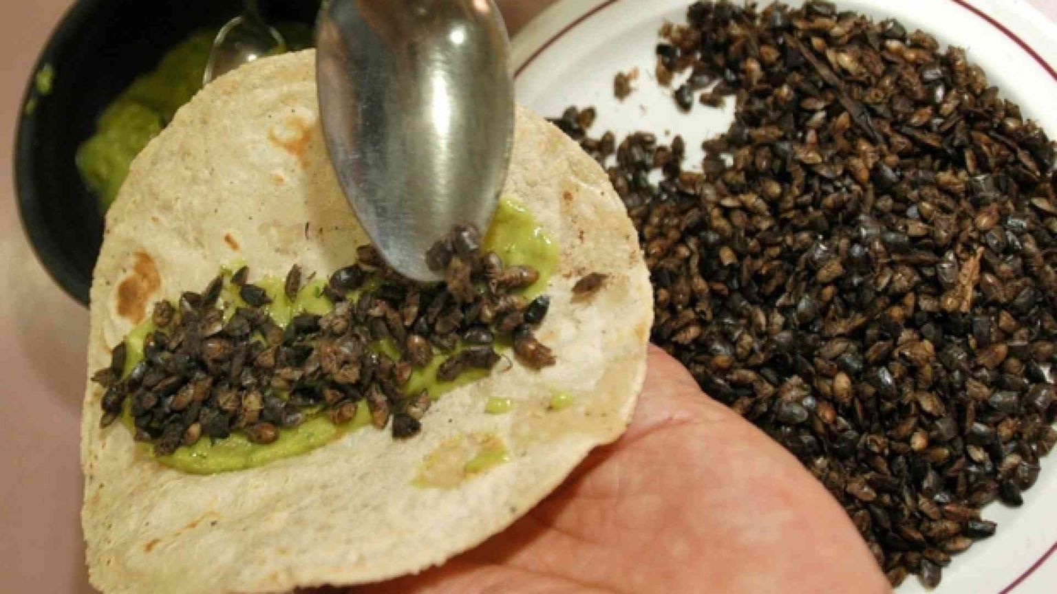 Insetti commestibili Ora è possibile allevarli e venderli