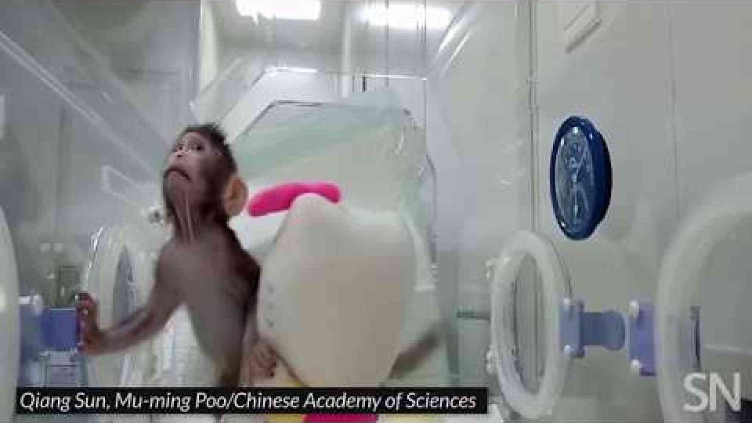 Nate le prime due scimmie clonate. Sgreccia: mai con l'uomo