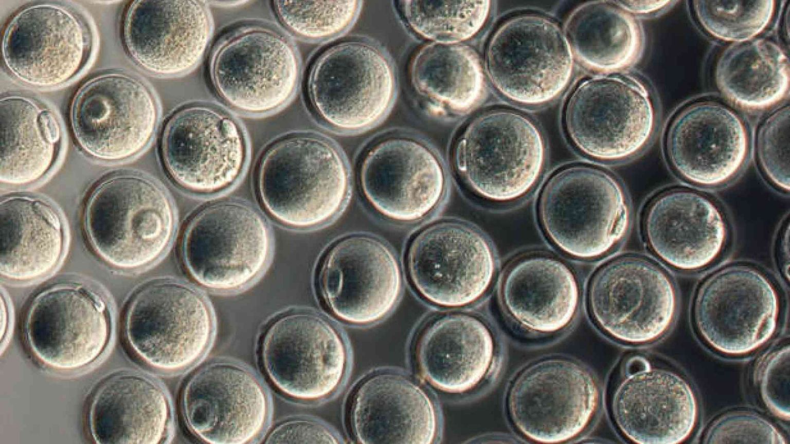 Ovociti umani in provetta? «Eticamente inammissibile»