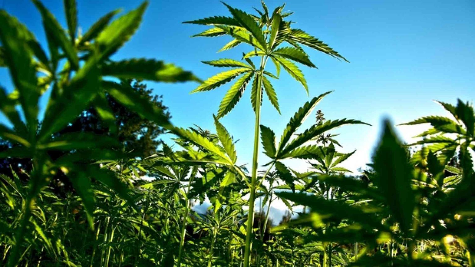 Il boom dei negozi di cannabis legale. I rischi per i giovani