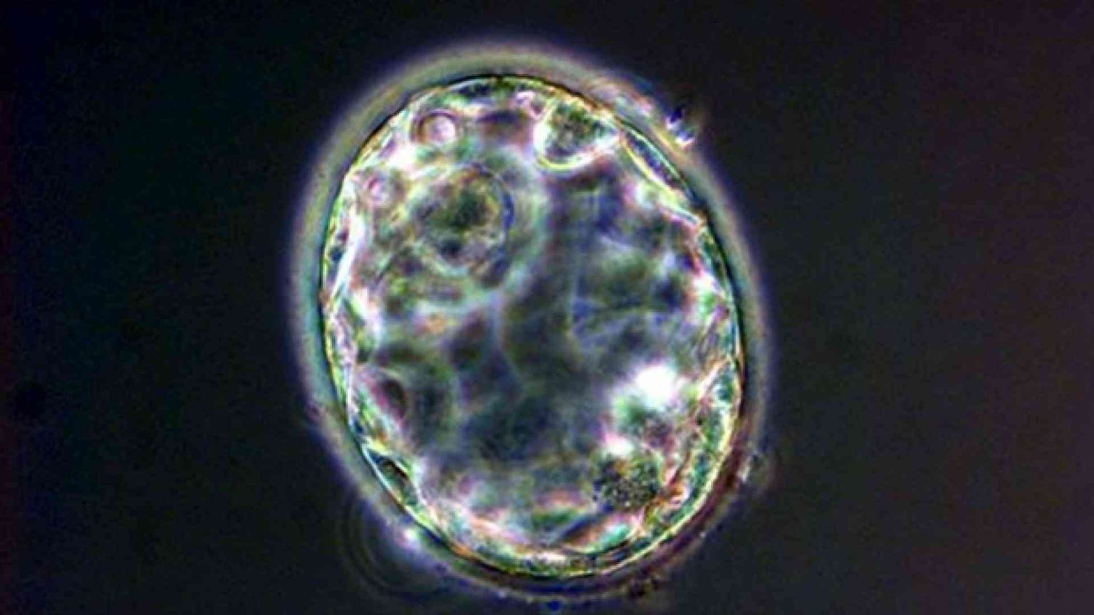 Prodotti i «blastoidi», tappa verso umanoidi senza padre né madre
