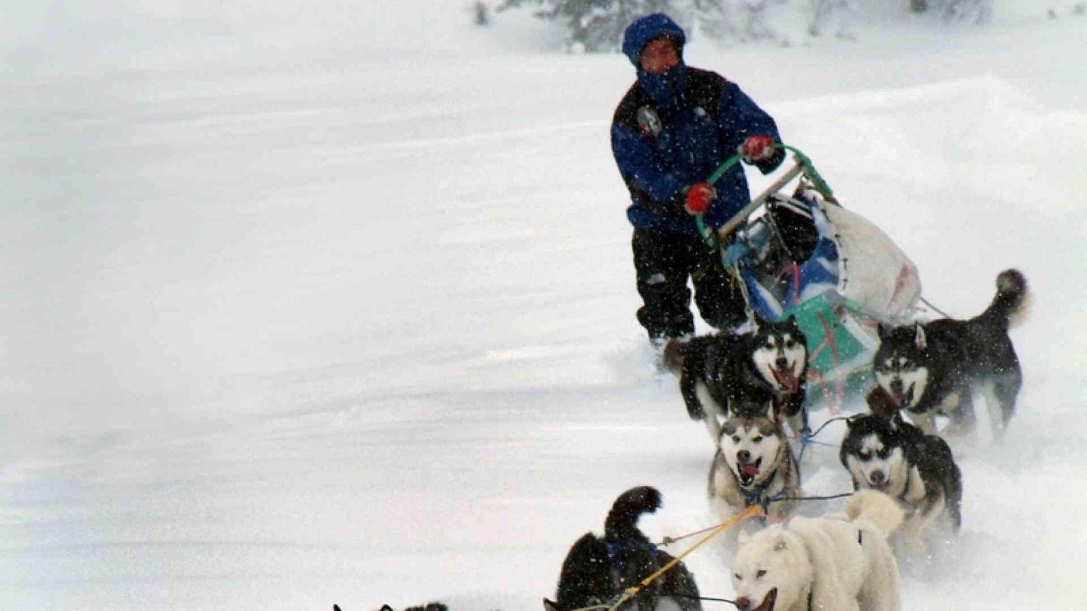 La pace corre sulla slitta