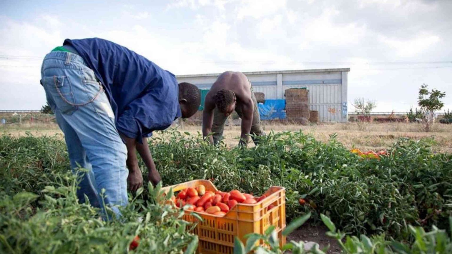 L'Italia dei braccianti schiavi: 3 euro l'ora
