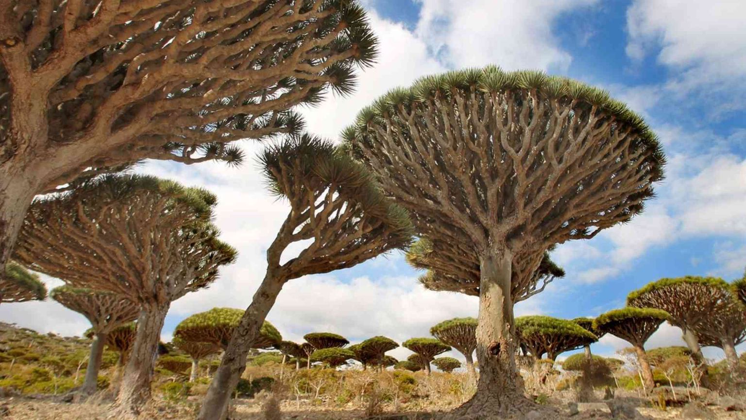 Socotra, l'isola contesa da Emirati e Arabia
