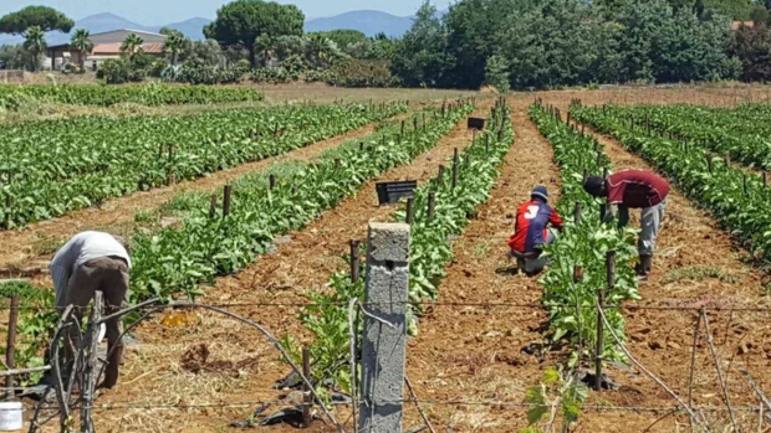 Due euro l’ora. E nei campi anche i bambini