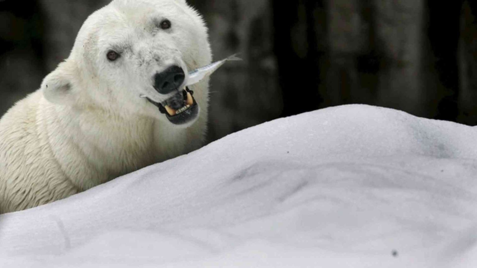 Il caldo scioglie l'ultimo ghiaccio artico, minacciato l'orso bianco. E non solo