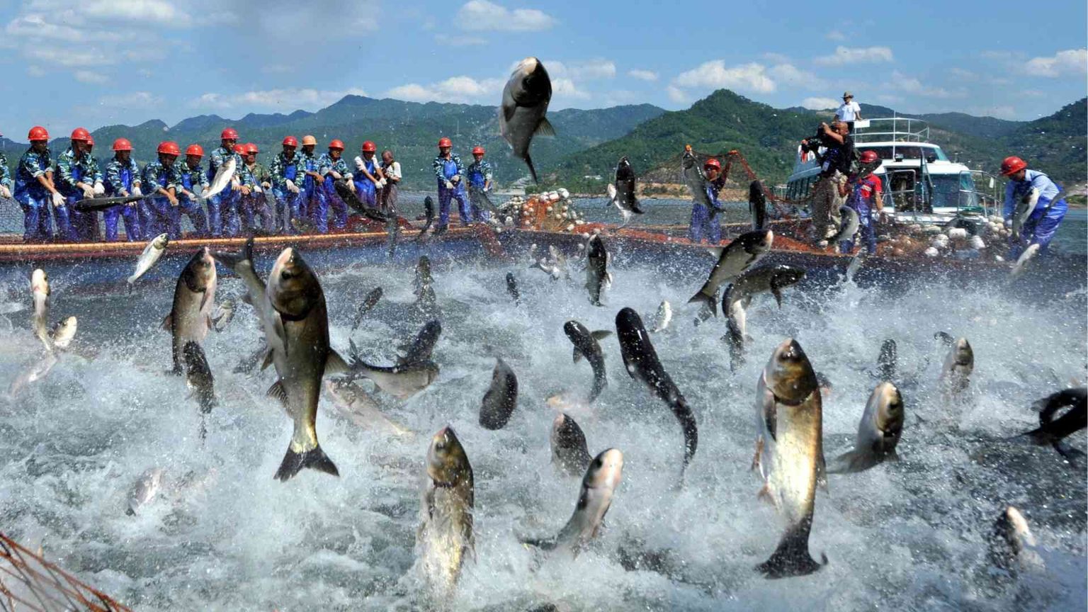 La Cina alla guerra del pesce