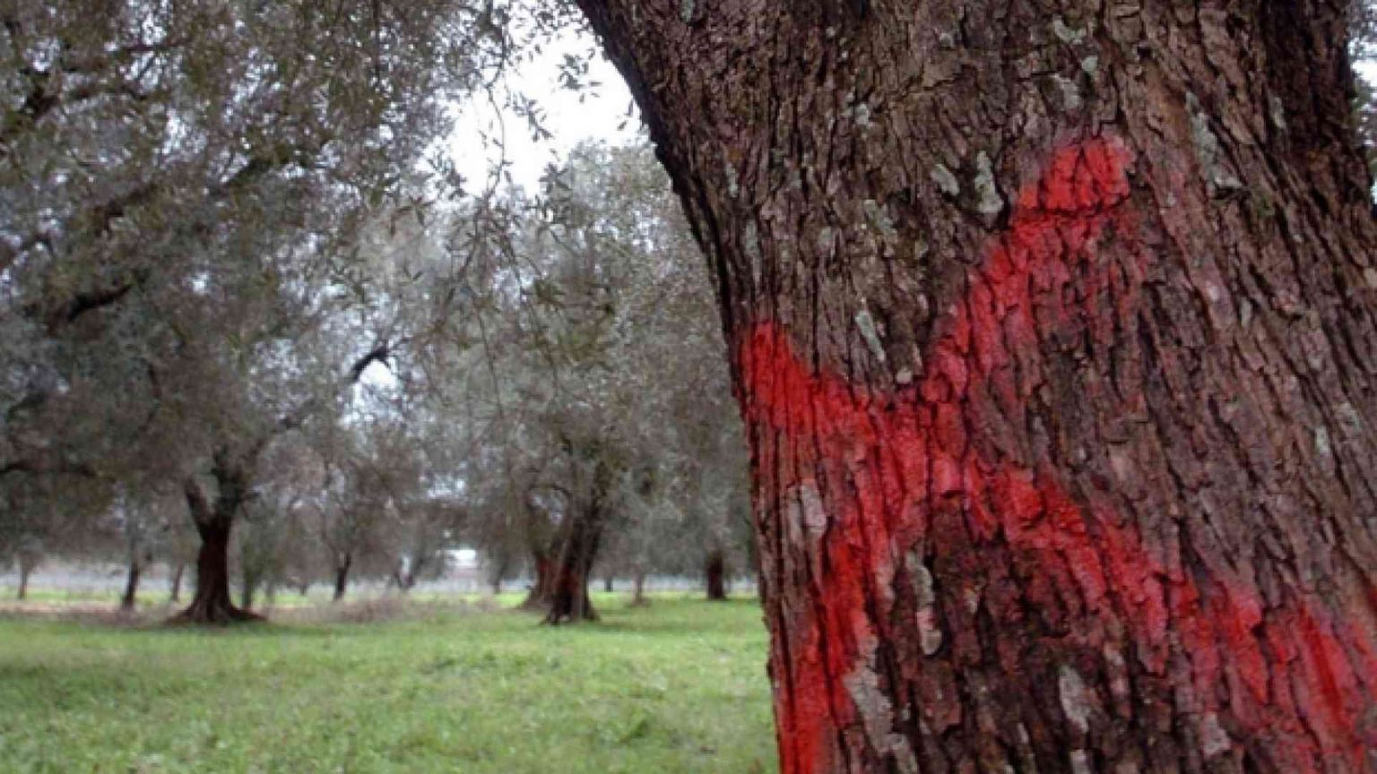 Xylella, ulivi tutti da abbattere. «La Puglia è in ginocchio»