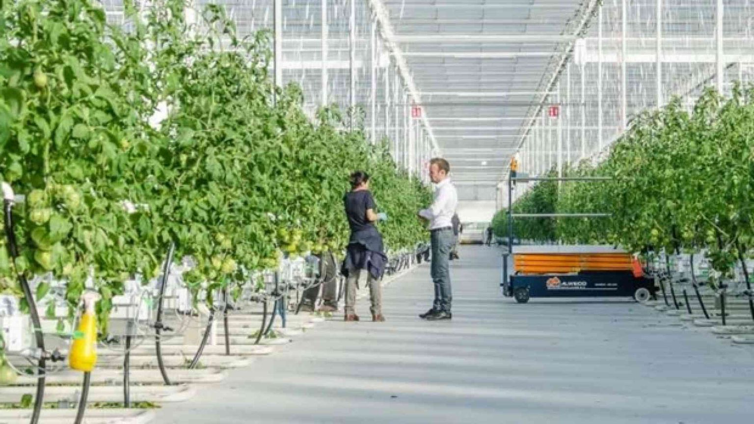 Colture idroponiche in serra