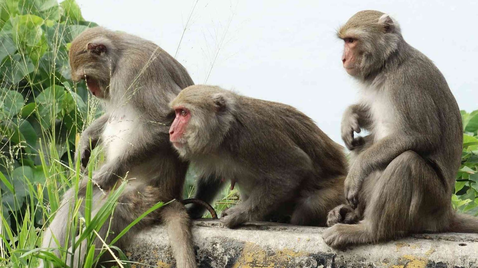 In Cina le scimmie con geni umani. Per studiare il cervello si creano ibridi