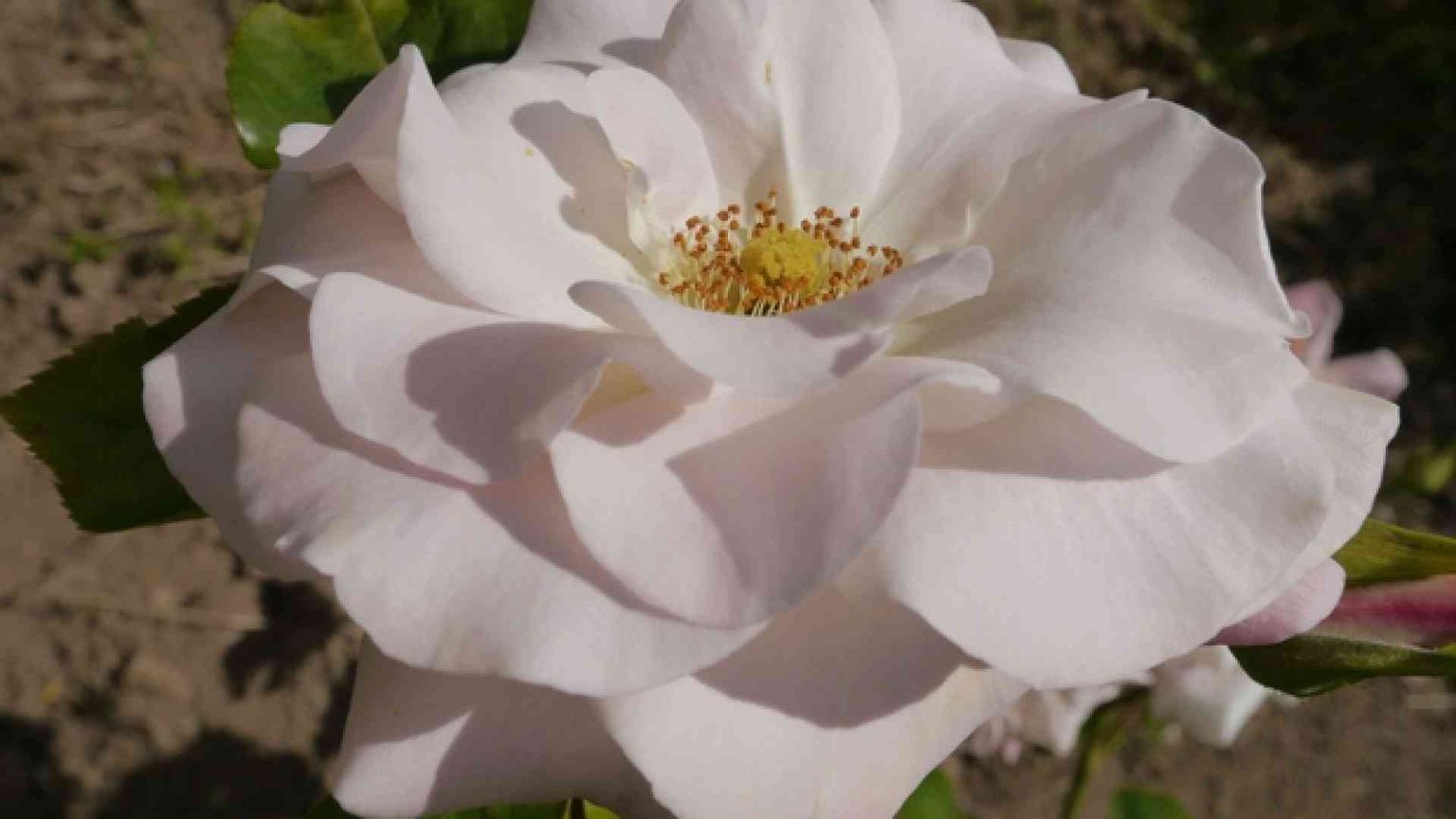 Ecco com'è nata la rosa che si chiama «Papa Francesco»