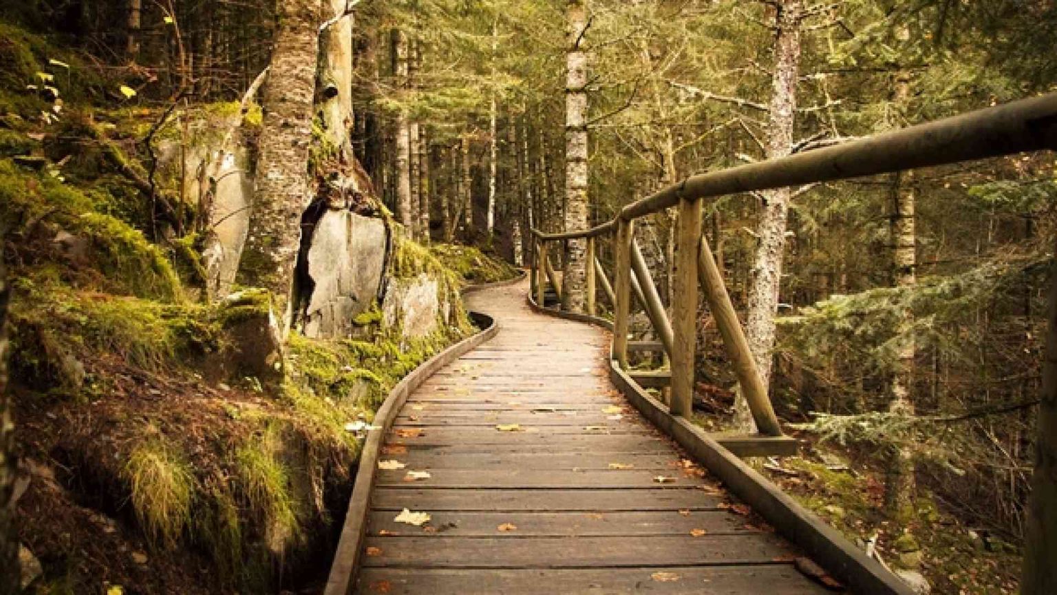 Torniamo con Thoreau a imparare dalla grammatica dei boschi: camminando