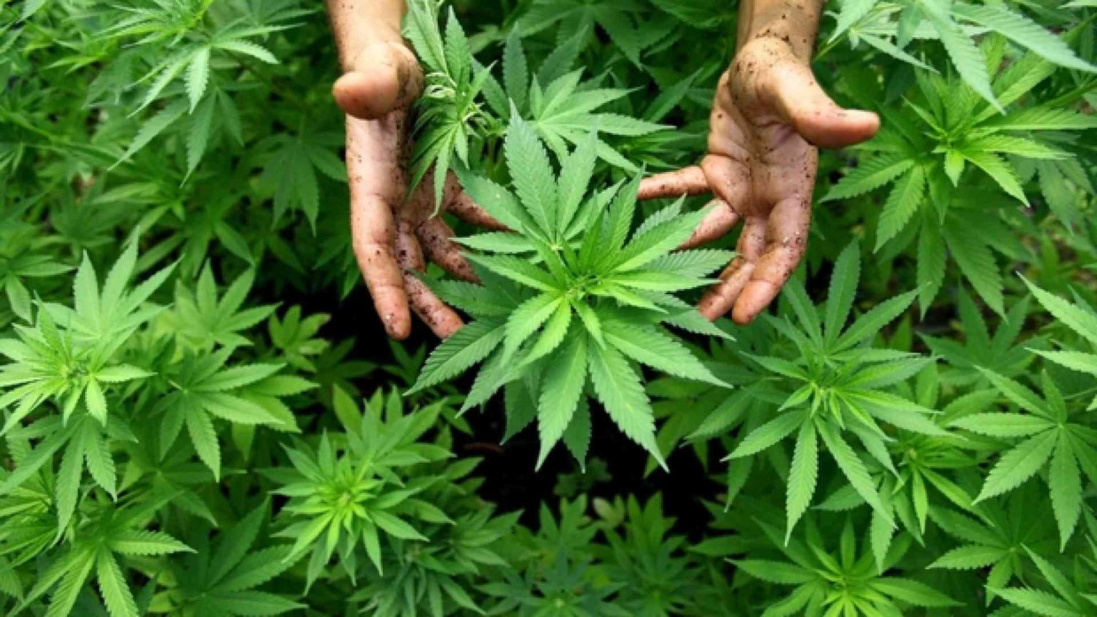 Derivati da cannabis light, Cassazione vieta la vendita. Cosa succede adesso