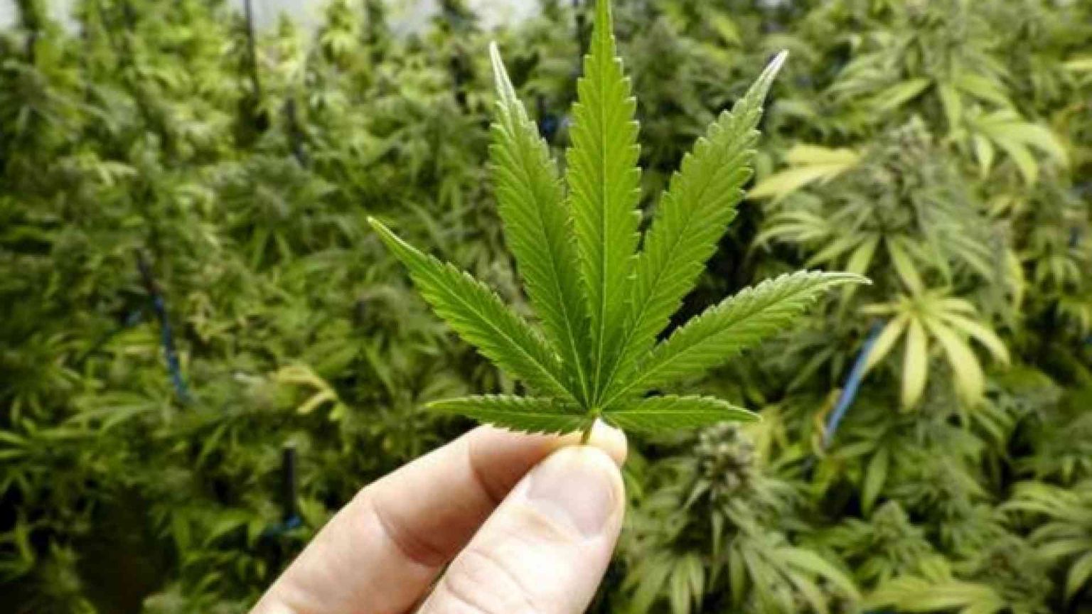 «Cannabis, vi spiego perché la sentenza tutela i ragazzi»