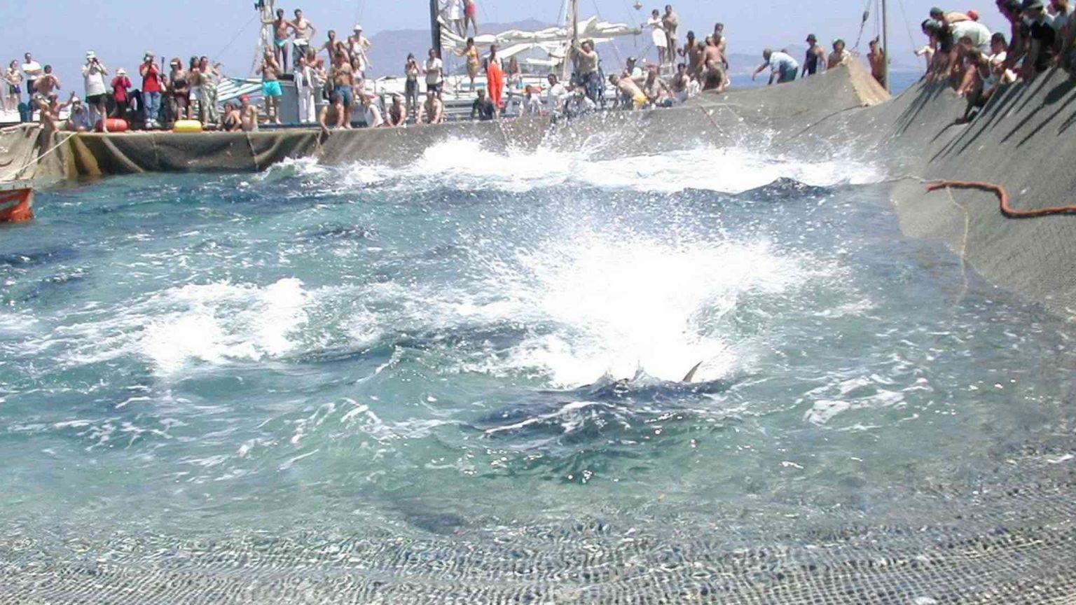 Quel pasticcio brutto delle tonnare che colpisce la Sicilia