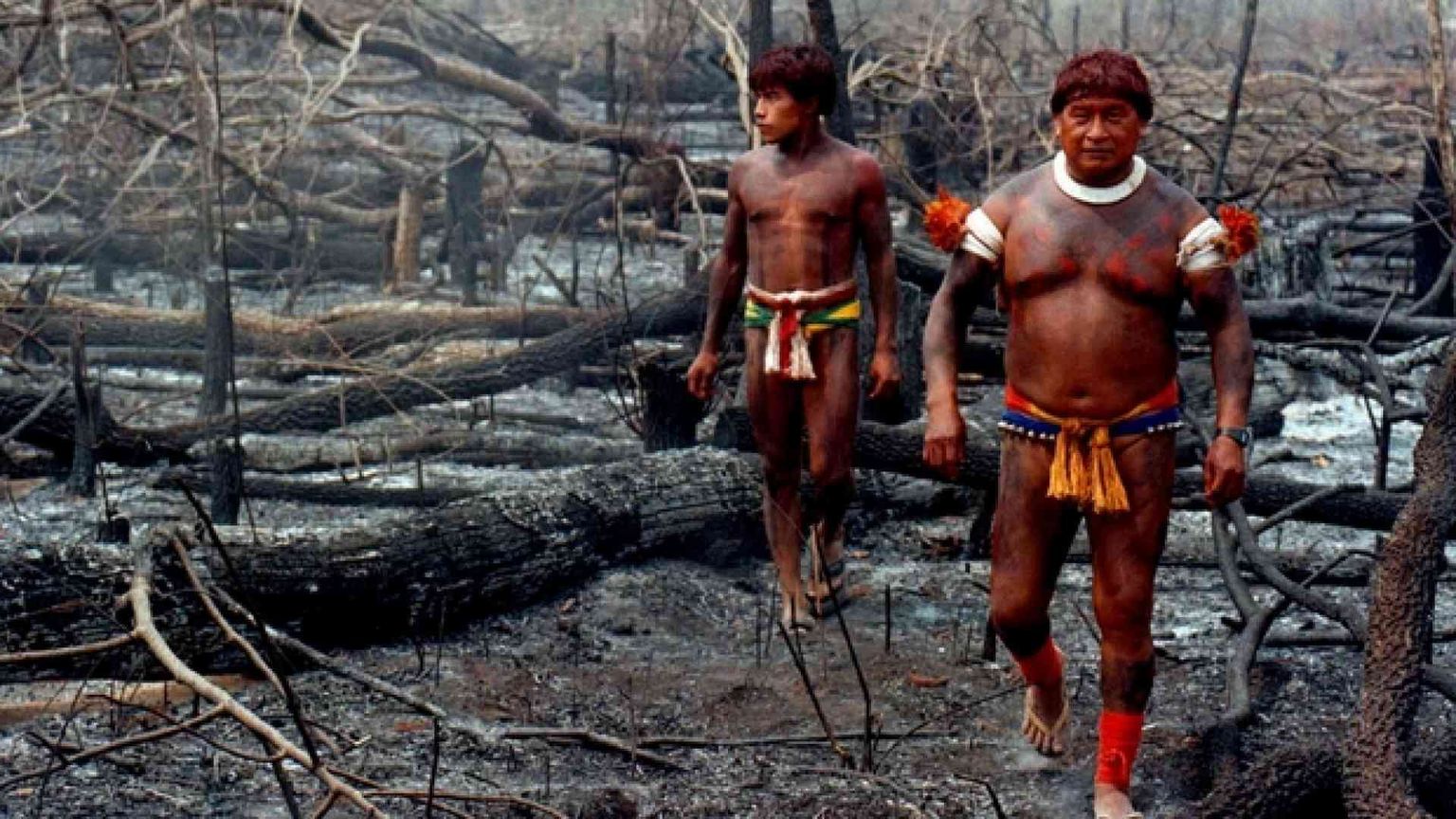 In Brasile la soia si sta mangiando l'Amazzonia