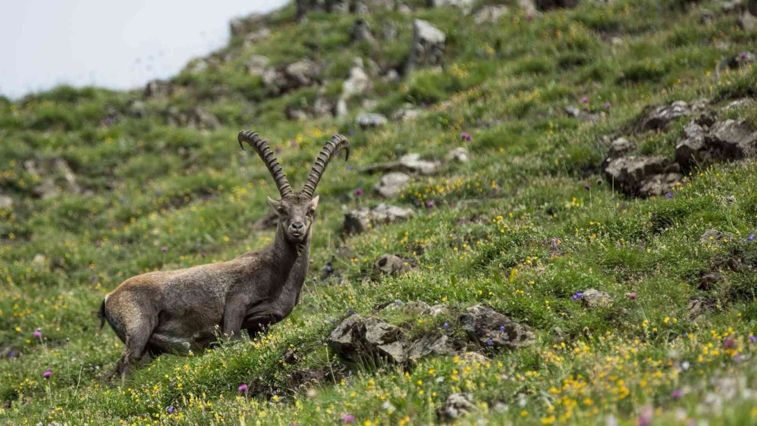 Sulle Alpi i cervi salgono di quota. Ed è guerra per i pascoli