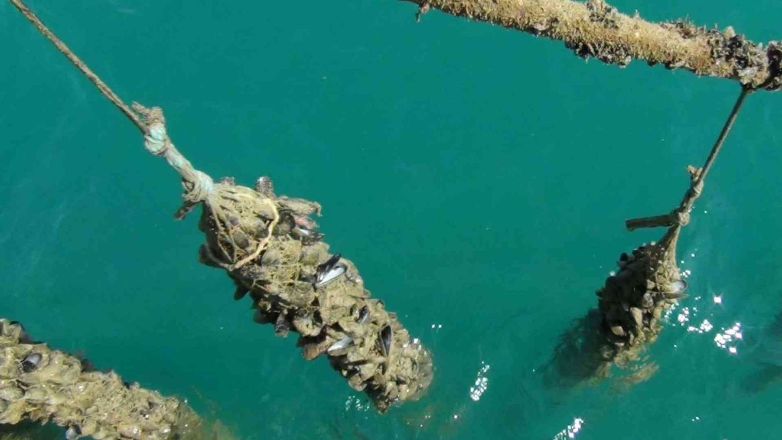 L'Adriatico come la Polinesia tra meduse e pesci colorati