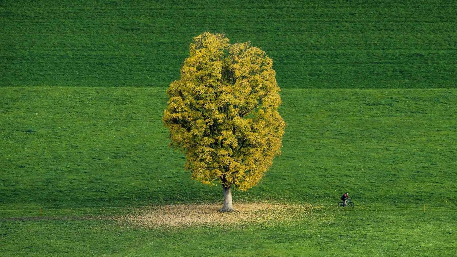Prendersi cura delle piante: un impegno e anche un lavoro
