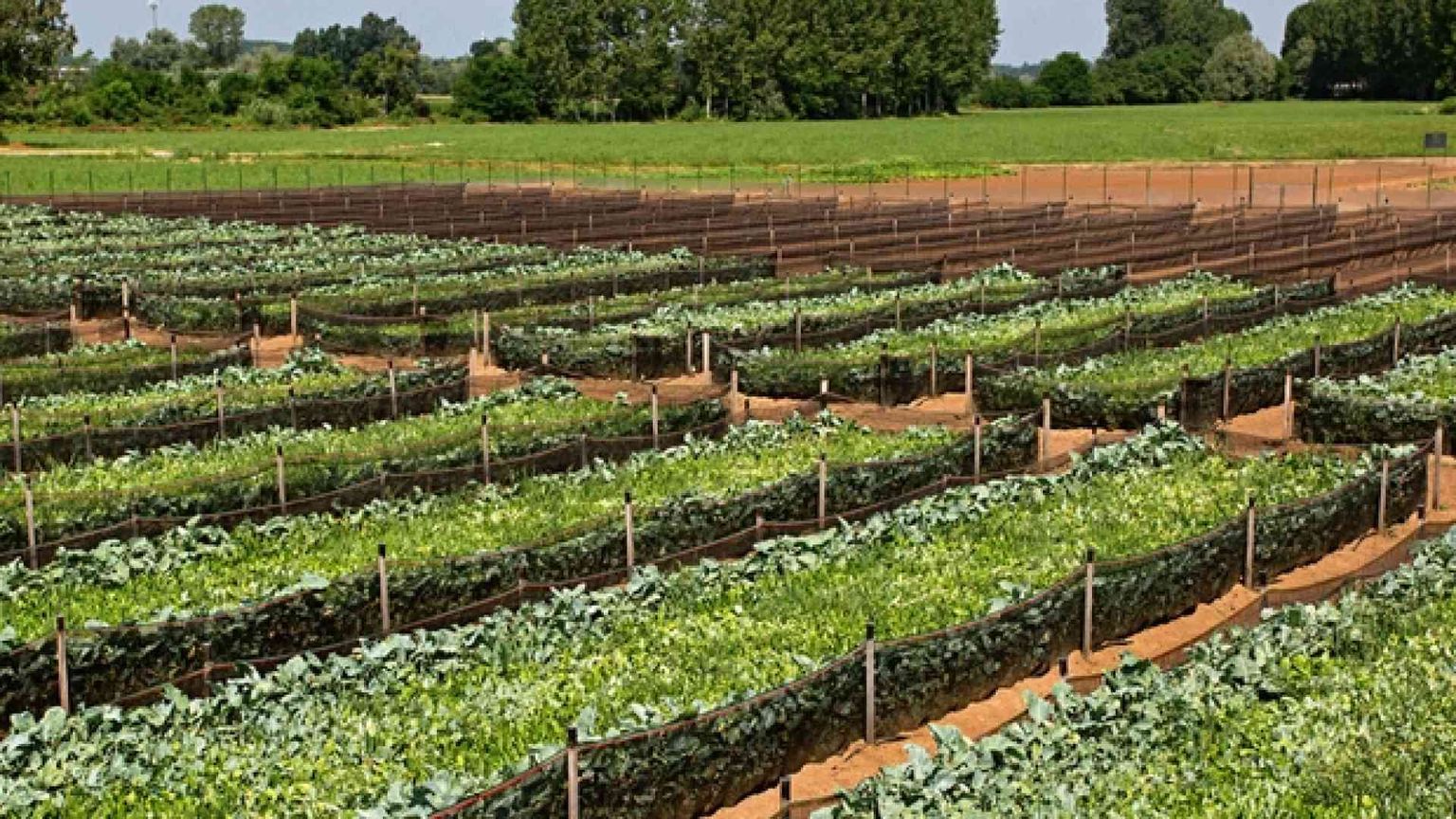 Più occupati e sostenibilità con l'allevamento di lumache