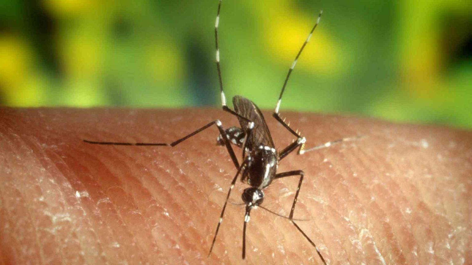 La malaria ora ha il suo vaccino. «Un passo storico»