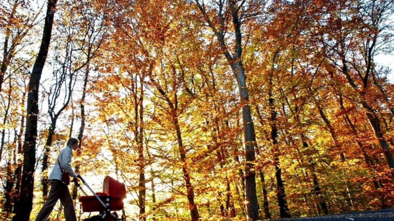 Meno allevamenti, più foreste per assorbire la CO2 in eccesso