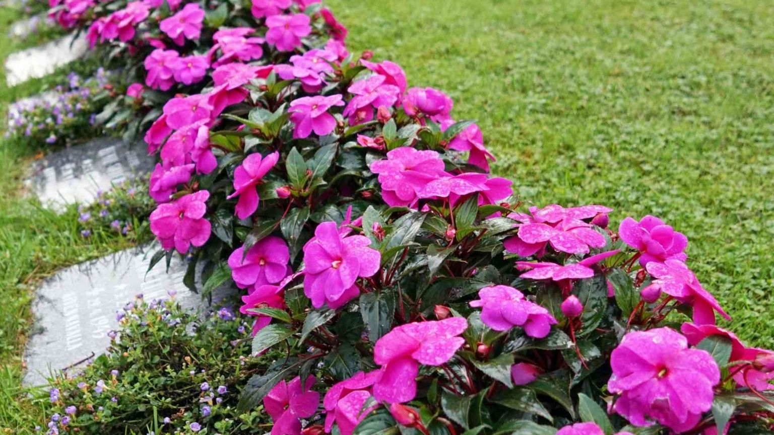 Se il caro estinto diventa concime da giardino