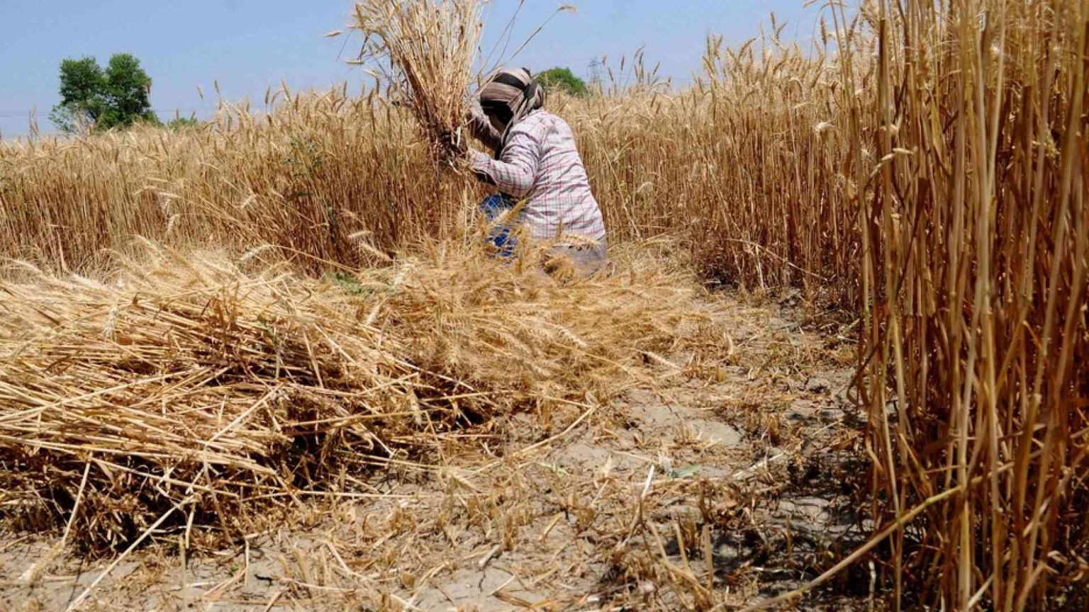 Riso e grano resistono al Covid. Ma il rischio è per i più deboli