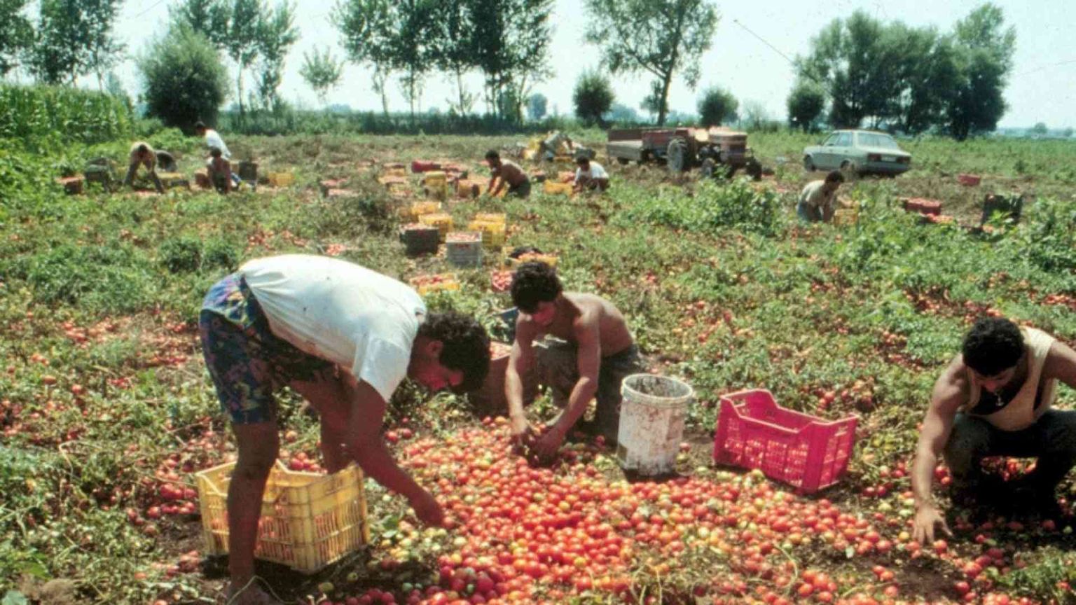 I campi hanno bisogno di stranieri