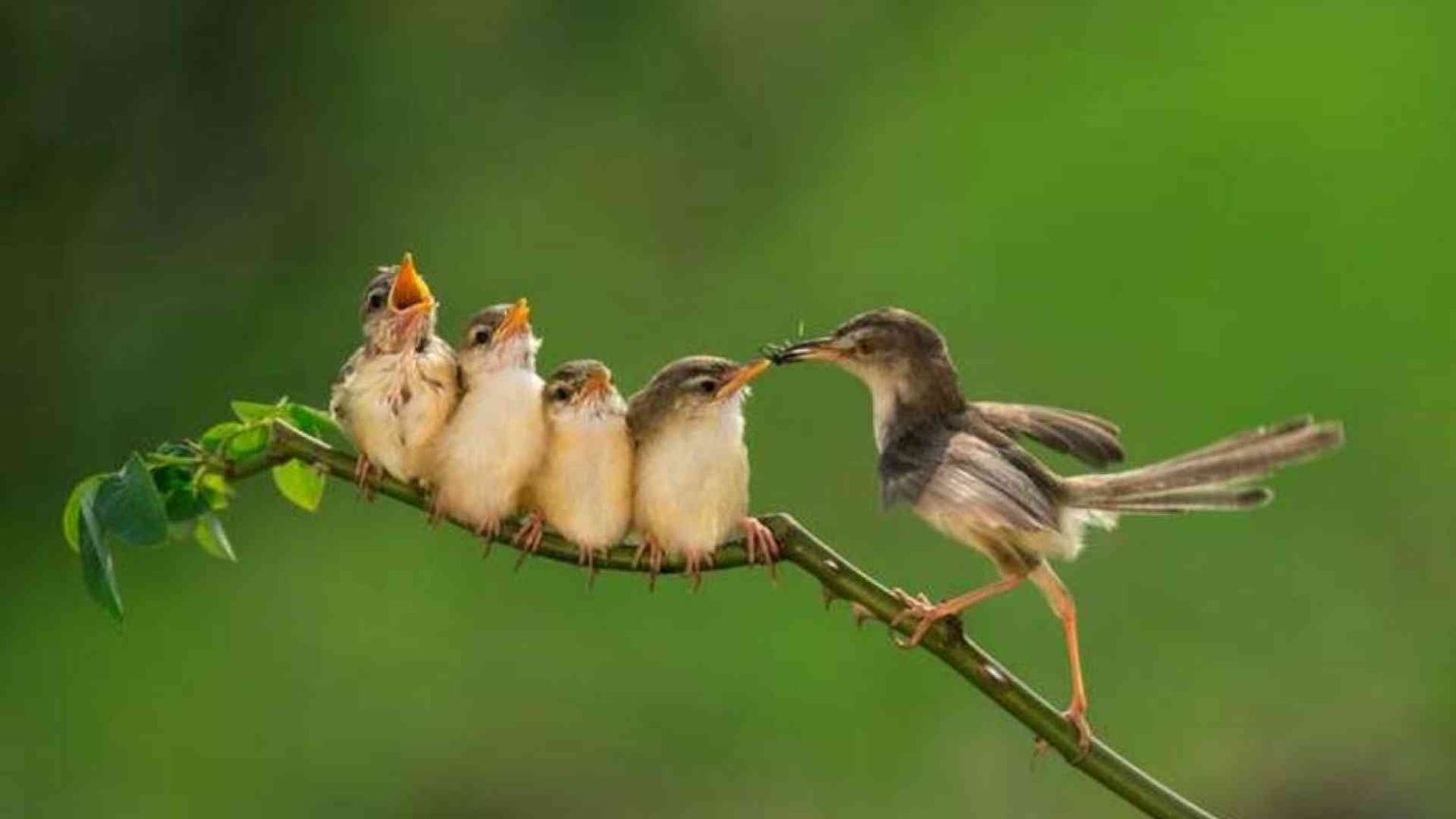 Nessuno ci ama capello per capello come Dio