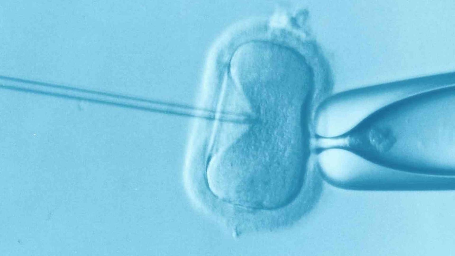 Gene editing, il flop degli embrioni manipolati