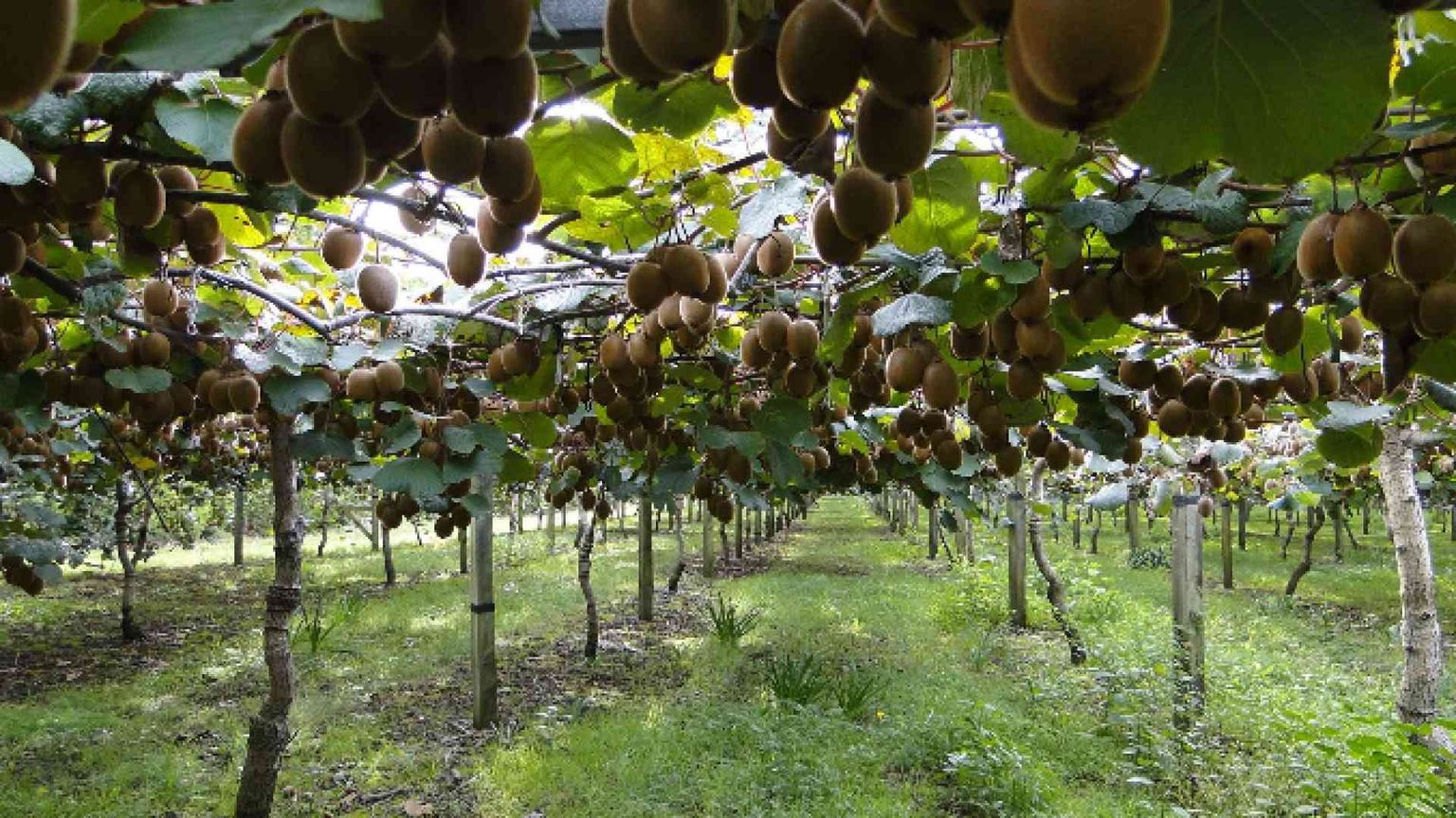 Un male misterioso ha colpito i kiwi italiani