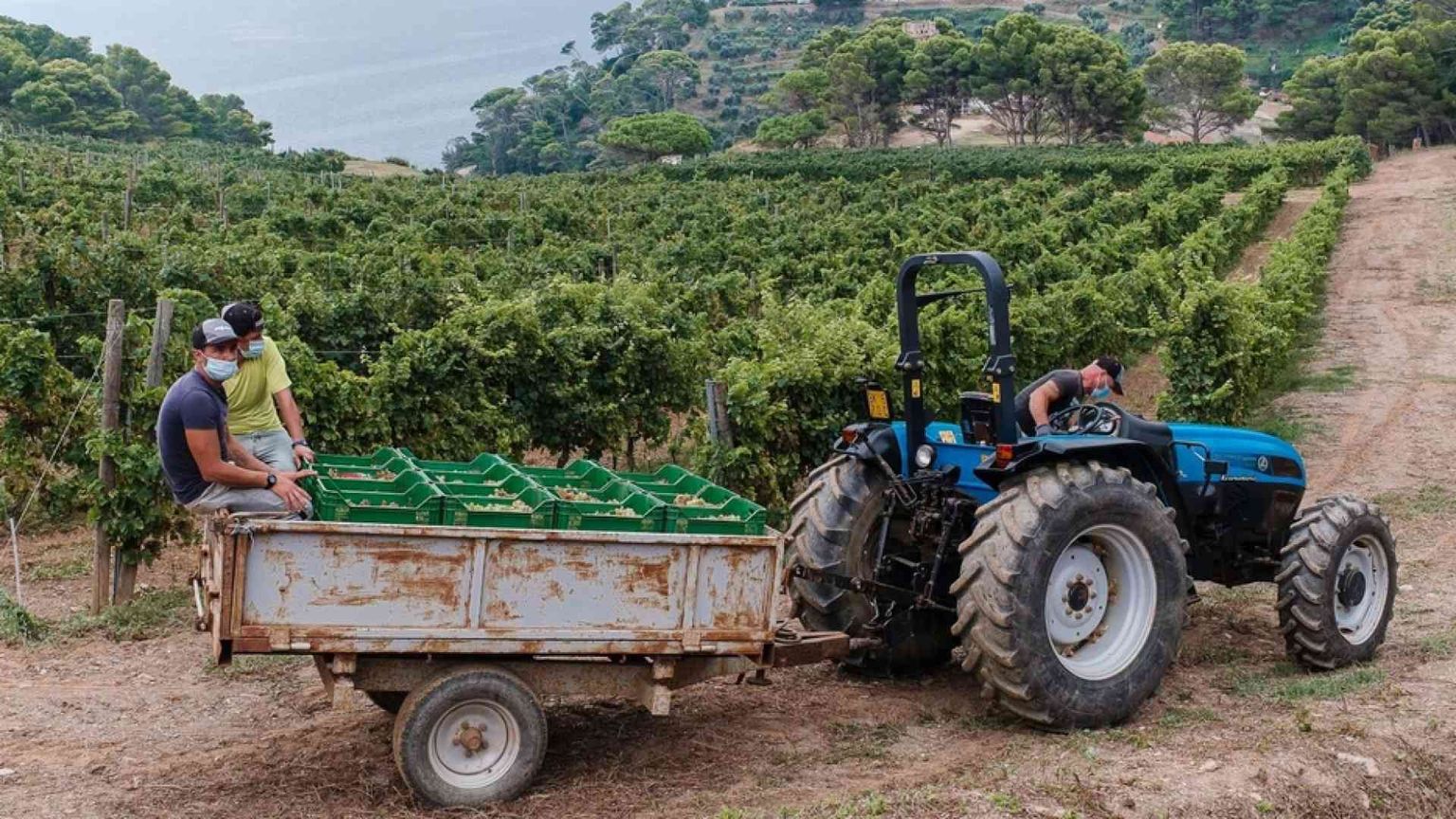 Gorgona, l'isola dove il riscatto è in vigna