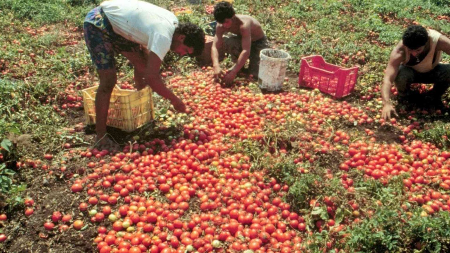 Sfruttamento, 200mila "schiavi" in agricoltura