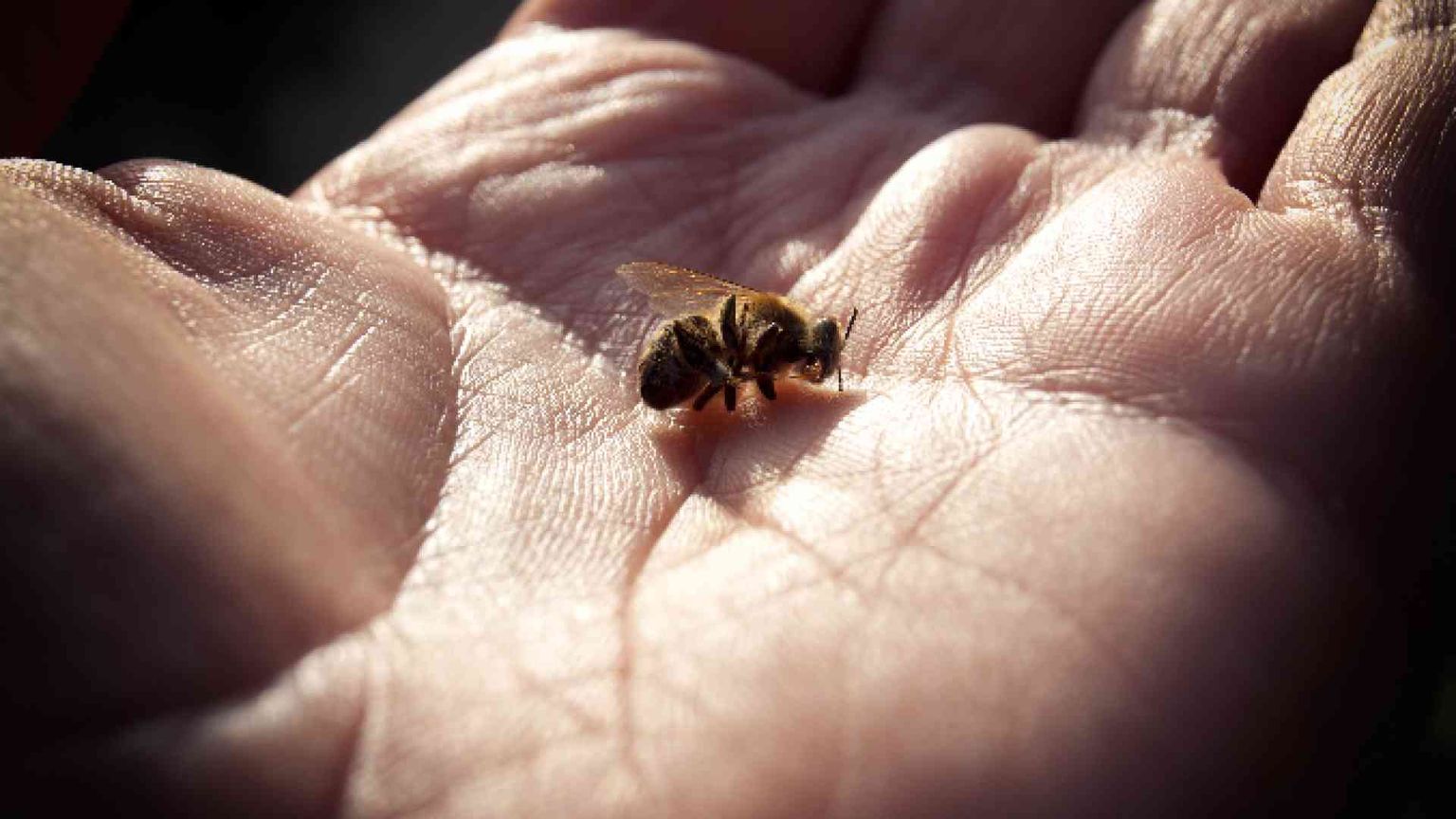 Clima impazzito, api a rischio