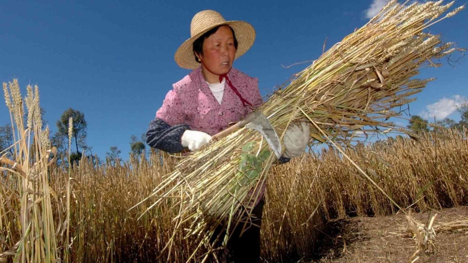 Prezzi del cibo, la speculazione sta affamando i più poveri