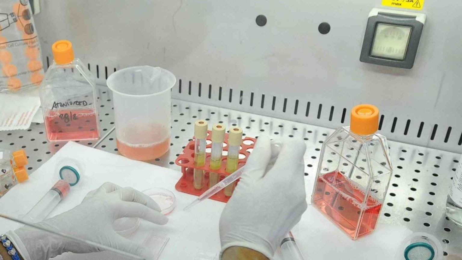 Traffico di embrioni anche da e per l'Italia