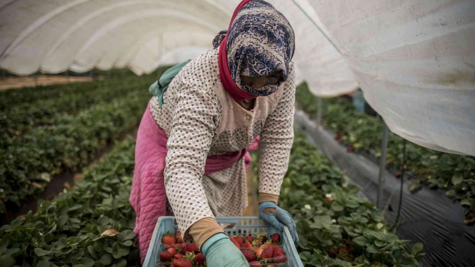 Caporalato, questione euro-meridionale. I casi di Italia, Spagna e Grecia