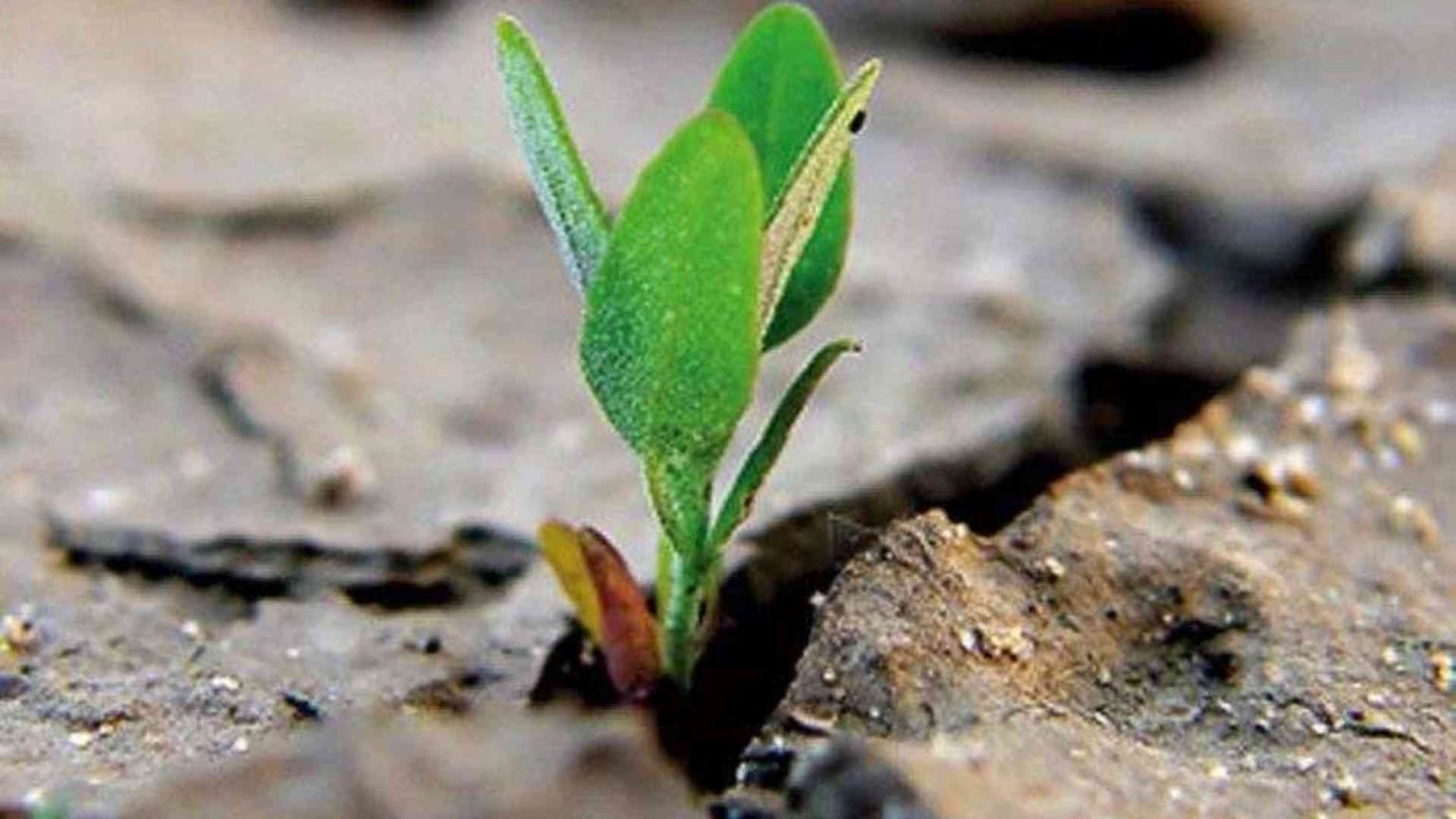 La lezione di “vita” del chicco che “muore”