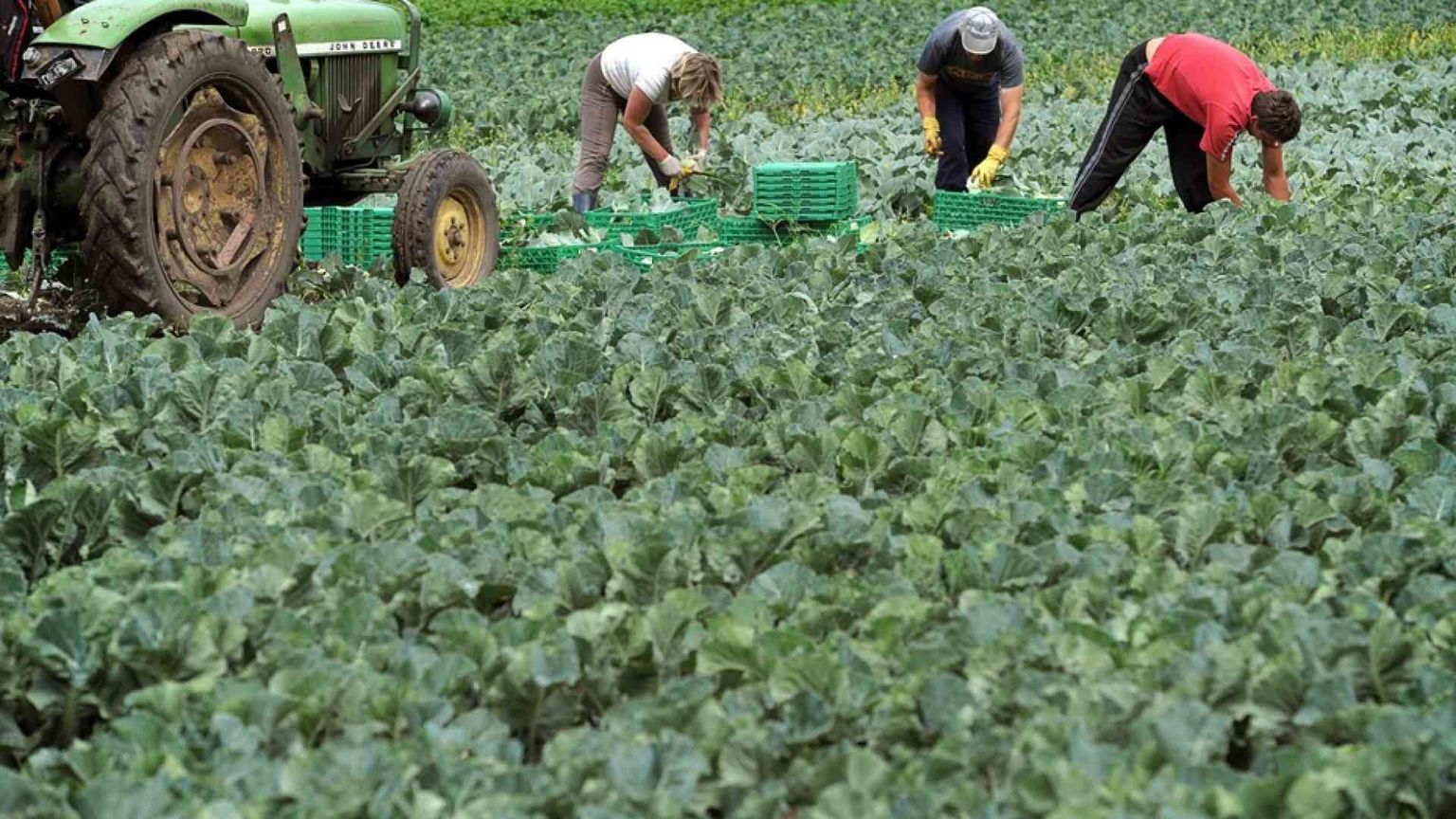 «Lavoratori agricoli lasciati senza sostegni»