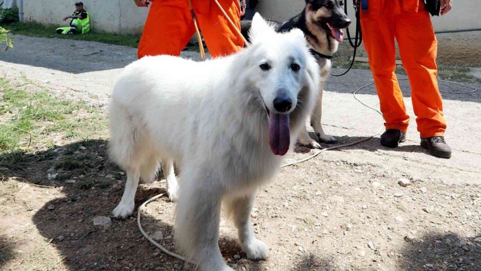 Animali in città, canili strapieni, troppi "clandestini", spese incontrollate