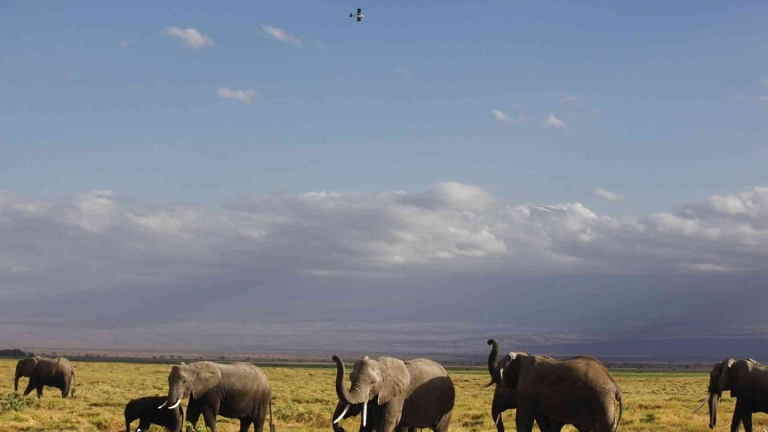 Lo Zimbabwe apre la caccia agli elefanti. «Per le casse dello Stato»