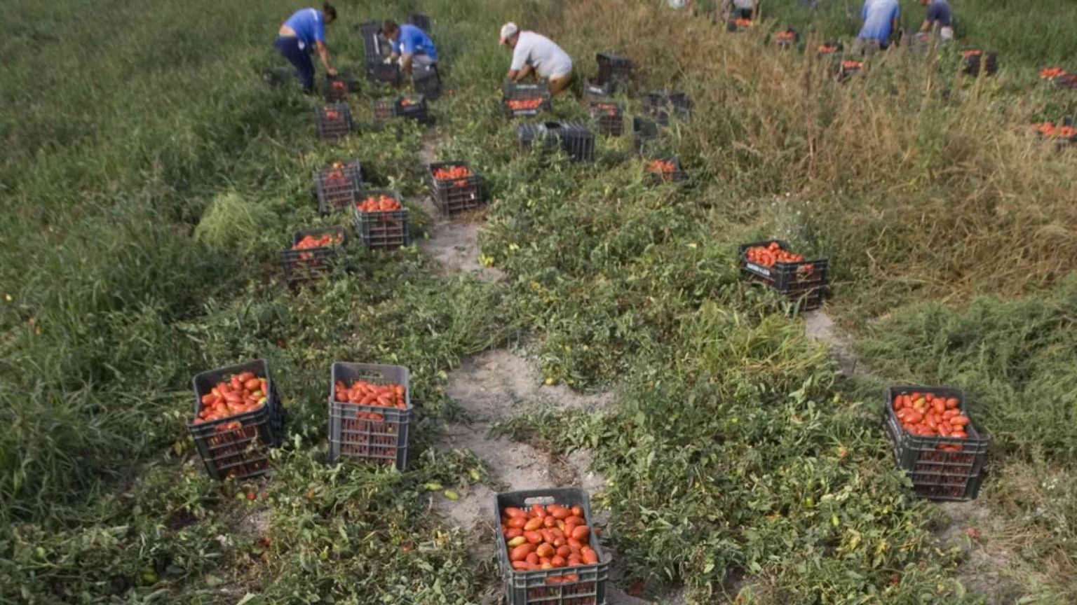 Braccianti sempre più sfruttati: «Col Covid tutto è peggiorato»