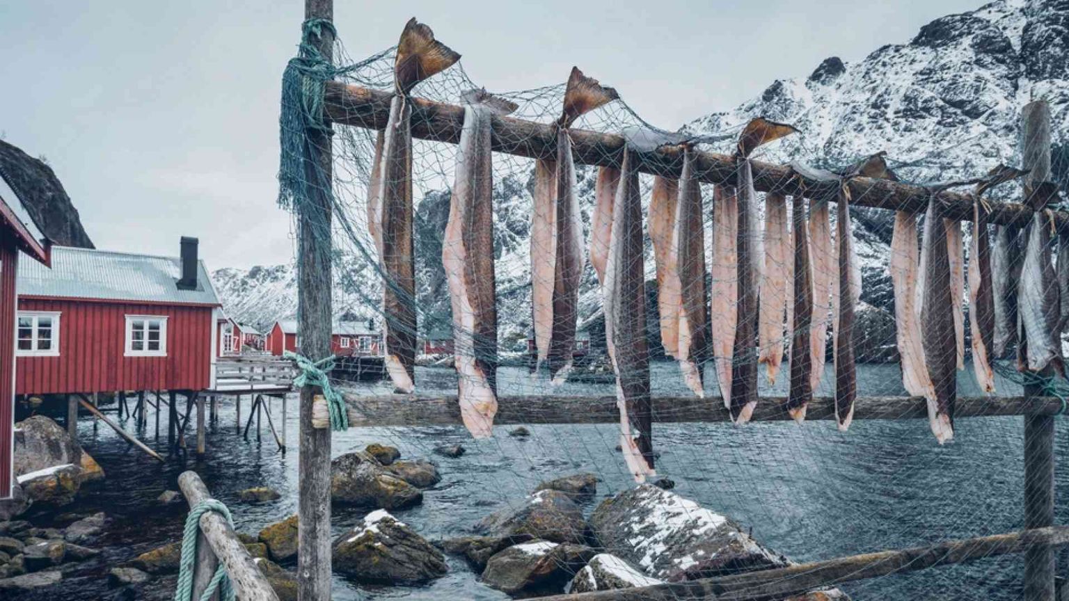 La tragedia dei beni comuni e le estinzioni annunciate