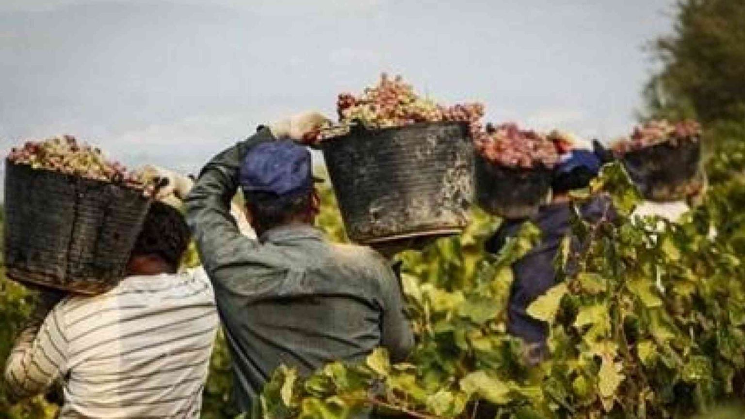 Dopo la morte del bracciante, si continua a lavorare anche nelle ore più calde