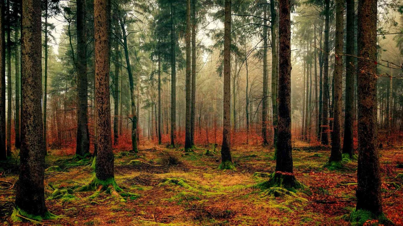 Contro l'energia prodotta bruciando gli alberi