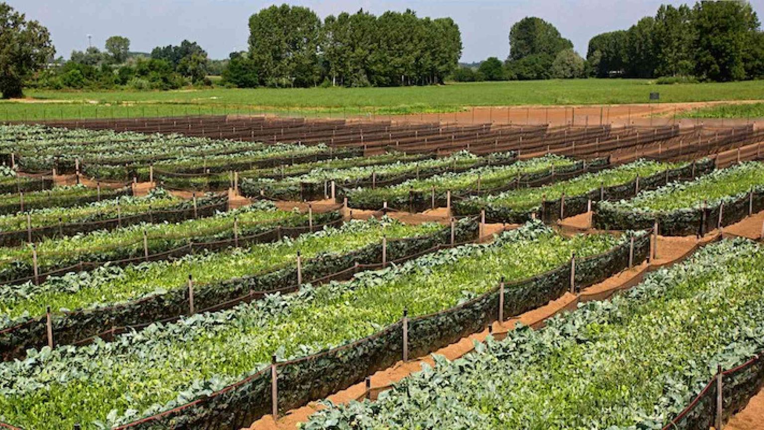 L'occupazione cresce a "passo" di lumaca