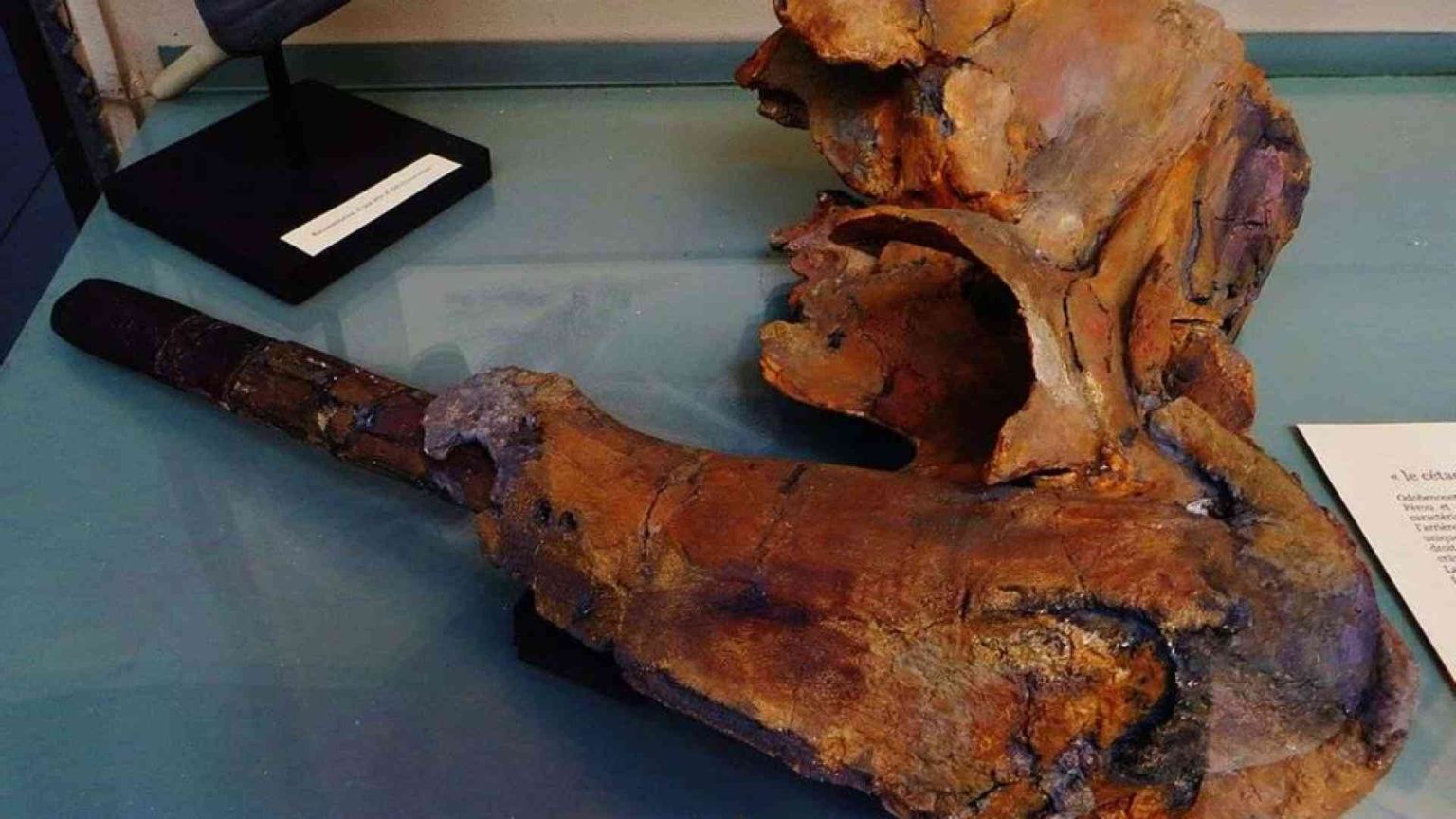 Svelata l’origine di uno tra i più grandi giacimenti di fossili al mondo