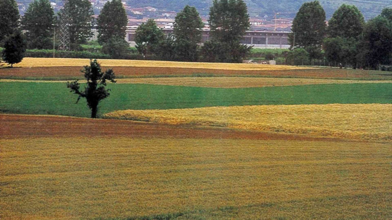 Prandini: biometano agricolo risorsa verde dai campi